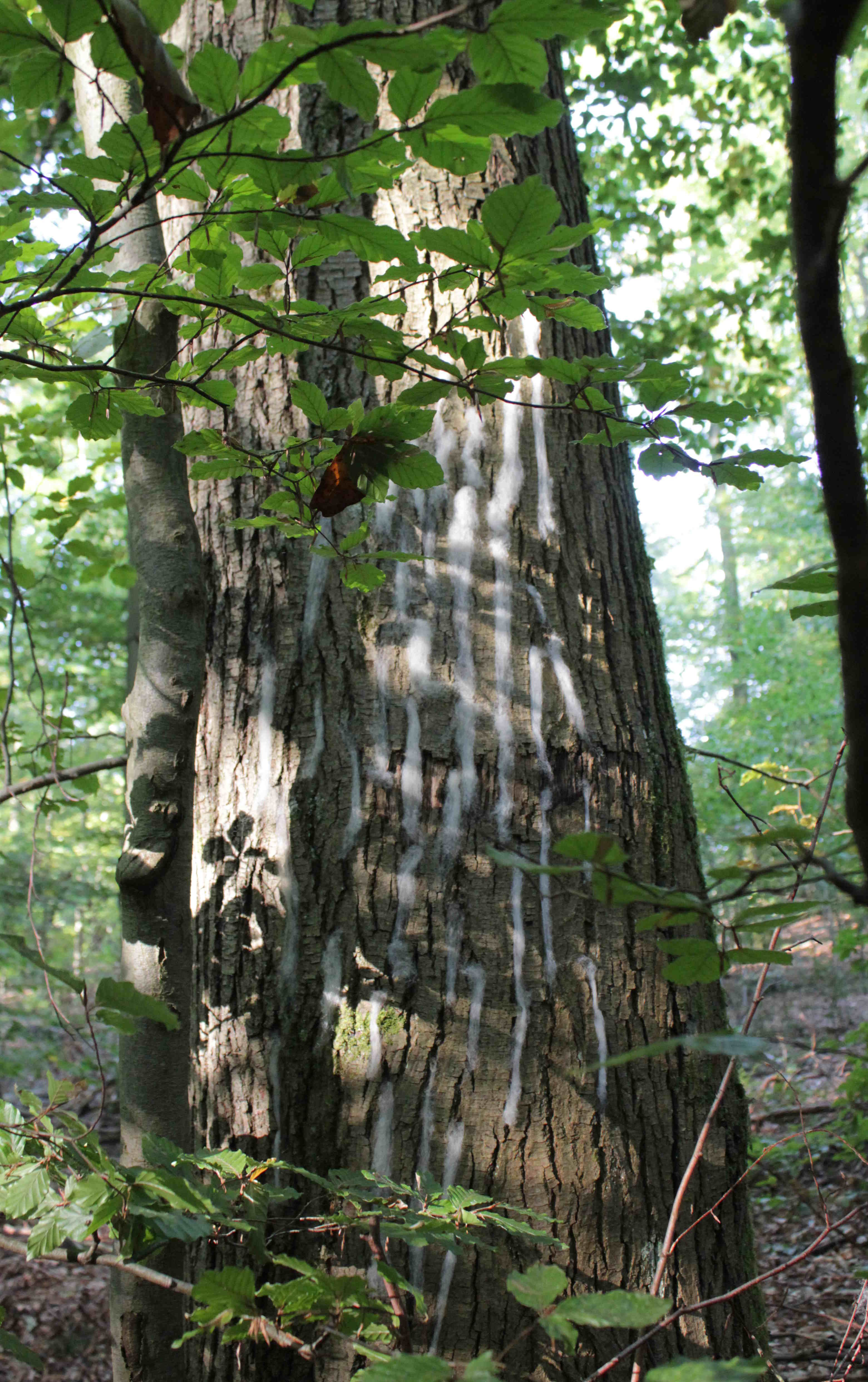 Wattespuren auf einem Baum. Entstanden bei der Multiplikatoren-Fortbildung des RP Tübingen